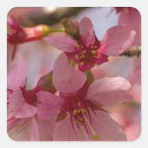 Cherry Blossoms Stickers