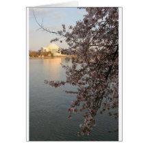 Cherry Blossoms Washington DC Cards