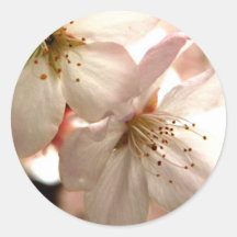Cherry Light Sticker
