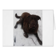 Chesapeake bay Retriever Card