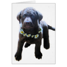 Chesapeake Bay Retriever Puppy Card