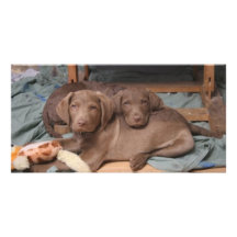 Chesapeake Bay Retrievers Photo Card