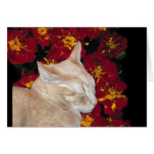 Cheshire Kitten in Marigolds Cards