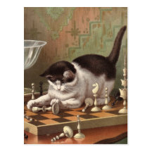 Chess Cat postcard