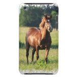Chestnut Horse Standing iTouch Case iPod Touch Covers