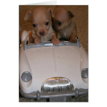 Chihuahua Greeting Card