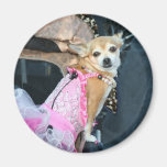 Chihuahua magnet