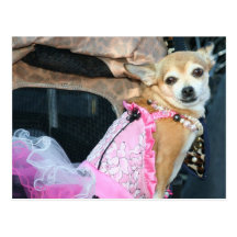 Chihuahua Post Card
