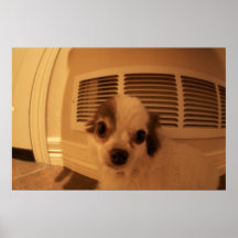 Chihuahua Posters
