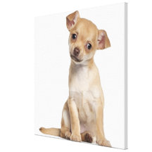 Chihuahua puppy (2 months old) canvas prints