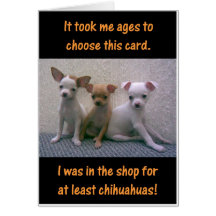 Chihuahuas Cards