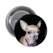 Chihuhahua Looking At You Button