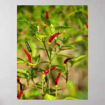 Chilli peppers poster