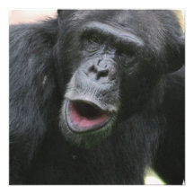 Chimp Chat  Invitations