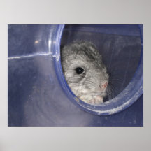Chinchilla baby peek-a-boo poster