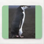 Chinstrap Penguin Mouse Pad