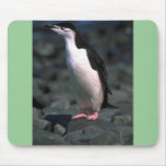 Chinstrap Penguin Mouse Pads