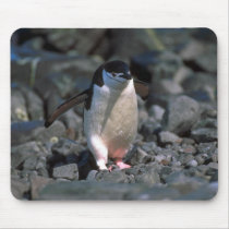 Chinstrap Penguin mousepads