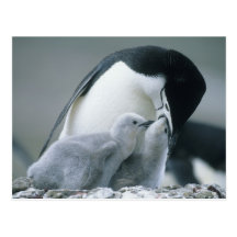 Chinstrap Penguins, Pygoscelis antarctica), Post Card