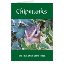 Chipmunk and flower (pohto)　type-9 カード
