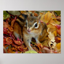 Chipmunk , Autumn (14)　photo プリント