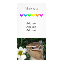 Chipmunk photo (30-19) picture card