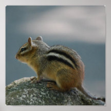 Chipmunk Poster