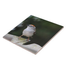 Chipping Sparrow Ceramic Tiles