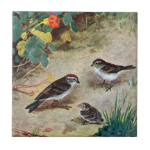 Chipping Sparrow Family and Nasturtiums Tile