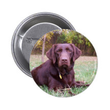Chocolate Lab Pinback Buttons