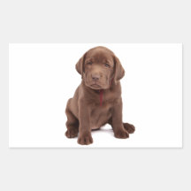 Chocolate Lab Puppy Rectangular Sticker