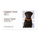 Chocolate Labrador Busines Card Business Cards