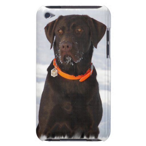 Chocolate Labrador iTouch Case iPod Touch Case