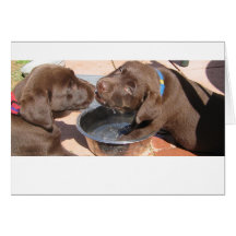 Chocolate Labrador Puppies Card