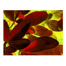 Choisya Autumn 2 postcard