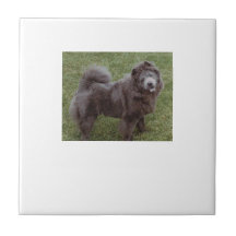 Chow Chow Black Dog Tile