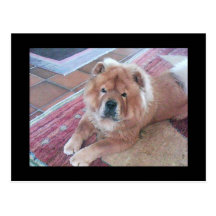 Chow Chow Dog Post Card