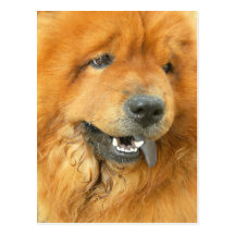 Chow Chow Postcard