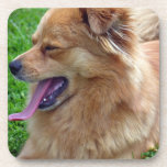 Chow Chow Set of Six Coasters