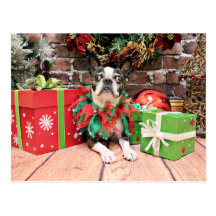 Christmas - Boston Terrier - Natty Post Card