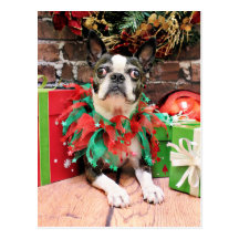 Christmas - Boston Terrier - Natty Postcards