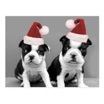 Christmas Boston Terriers Postcard