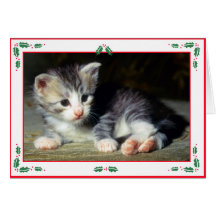 Christmas card - maine coon kitten