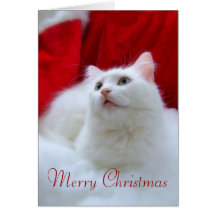 Christmas Cat Greeting Card