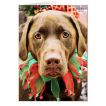Christmas - Chocolate Labrador - Hershey Cards