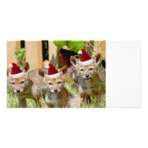 Christmas Coyote Pups Photo Cards