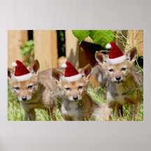 Christmas Coyote Pups Print