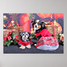 Christmas - Morkie - Lucy and Mini Aussie - Sophie Poster