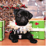 Christmas - Pug - Daisy Mae Photo Cut Out