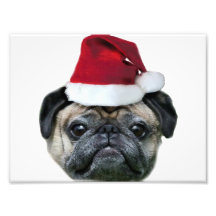 Christmas pug dog art photo